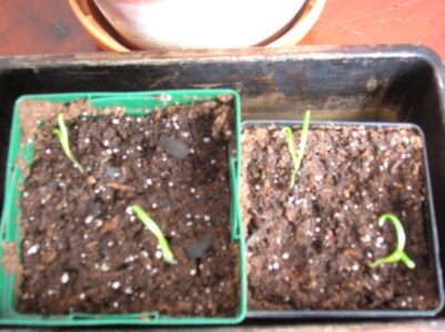 Thoughts of Spring Begin to Stir Image